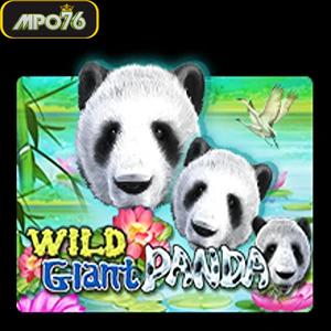 wild giant panda